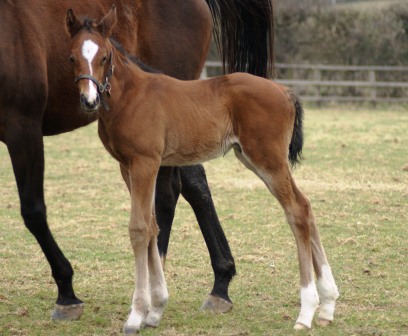 Dylanesque 2012 colt by Footstepsinthesand